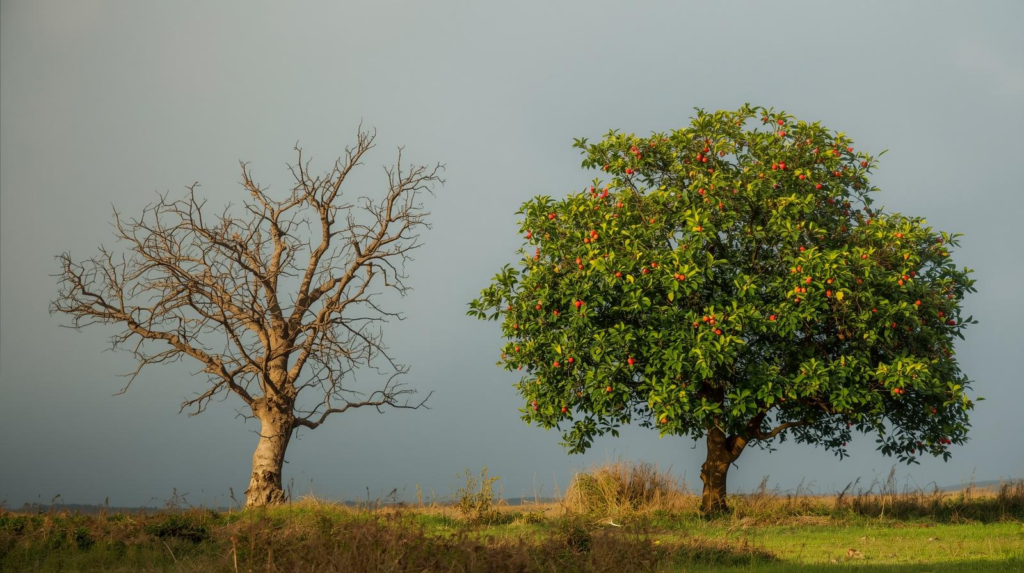 an image of two trees side by side one is barren tree and the other is fruitful tree.jpeg